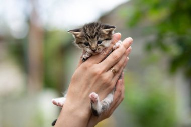 Şirin bir haftalık tekir kedicik. İnsan eli çizgili bir kediciği güneşli bir günde dışarı çıkardı. Arka plan bulanıktı..