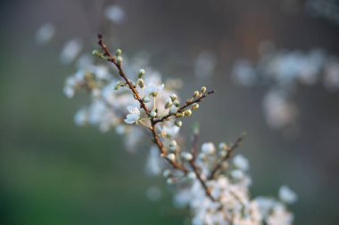 Bahar çiçeği arka planı. Çiçek açan ağaç ve güneş ışığıyla güzel bir doğa sahnesi. Güneşli bir gün. Bahar çiçekleri. Güzel meyve bahçesi. Bulanık arkaplan. İlkbahar