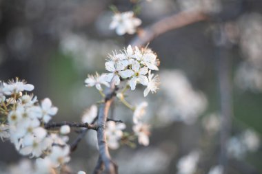 Bahar çiçeği arka planı. Çiçek açan ağaç ve güneş ışığıyla güzel bir doğa sahnesi. Güneşli bir gün. Bahar çiçekleri. Güzel meyve bahçesi. Bulanık arkaplan. İlkbahar