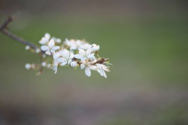 Bahar çiçeği arka planı. Çiçek açan ağaç ve güneş ışığıyla güzel bir doğa sahnesi. Güneşli bir gün. Bahar çiçekleri. Güzel meyve bahçesi. Bulanık arkaplan. İlkbahar