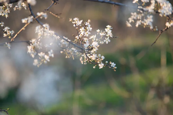 Bahar çiçeği arka planı. Çiçek açan ağaç ve güneş ışığıyla güzel bir doğa sahnesi. Güneşli bir gün. Bahar çiçekleri. Güzel meyve bahçesi. Bulanık arkaplan. İlkbahar