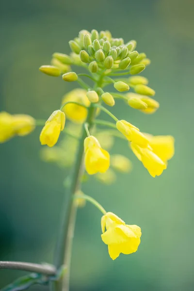Kanola bitkisinin açık hava fotoğrafı. Hardal çiçeği çiçekleri. Tecavüz (Brassica napus, kolza, yağ tohumu, kanola). Kolza tohumunun güzel çiçeği doğal bir arka planda, seçici bir odak noktasında..