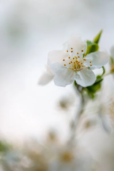 Çiçek açmış bir ağaç. Meyve dalında küçük kümeler halinde kiraz çiçekleri, beyaza dönüşüyor. Yüzeyin derinliği. Ortadaki çiçek kümesine odaklan. Makro görünümü kapat