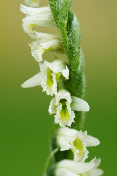 Autumn Lady's Tresses orchid flower detail - Spiranthes spiralis — Stock Photo, Image