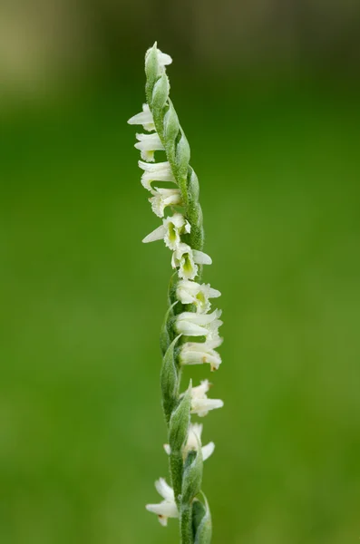 Autumn Lady's Tresses orchid flower spike - Spiranthes spiralis — Stock Photo, Image