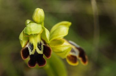 Vahşi karanlık arı orkide çiçek detayı - Ophrys fusca