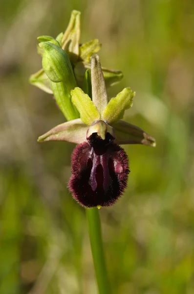 Tidiga Spider Orchid blomma, rödaktig variant - Ophrys incubacea — Stockfoto