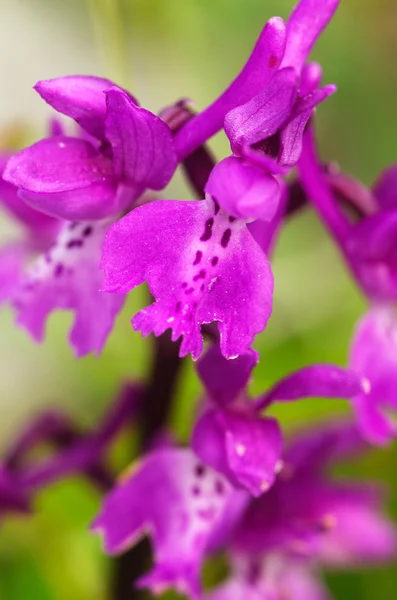 Tidiga lila orkidé blomma detalj - Orchis mascula — Stockfoto