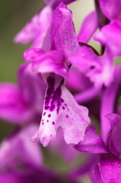 Detalle de la flor de orquídea púrpura temprana - Orchis mascula — Foto de Stock