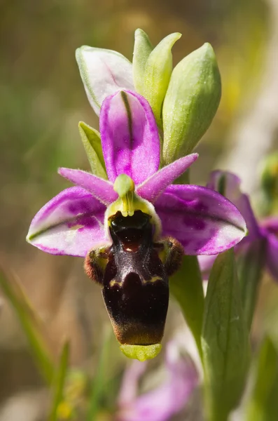 Flor de orquídea Woodcock selvagem de sépalas manchadas - Ophrys scolopax — Fotografia de Stock