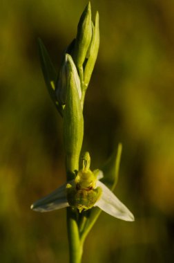 Vahşi hypochromic arı orkide çiçek kök - Ophrys apifera