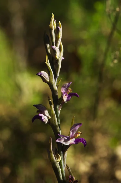 Violet Limodore wild orchid flowers profile - Limodorum abortivum — Stock Photo, Image
