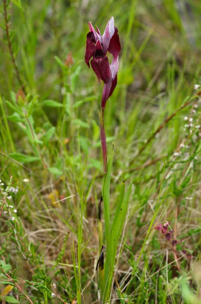 Kalp Serapias çiçekli bitki - Serapias cordigera — Stok fotoğraf