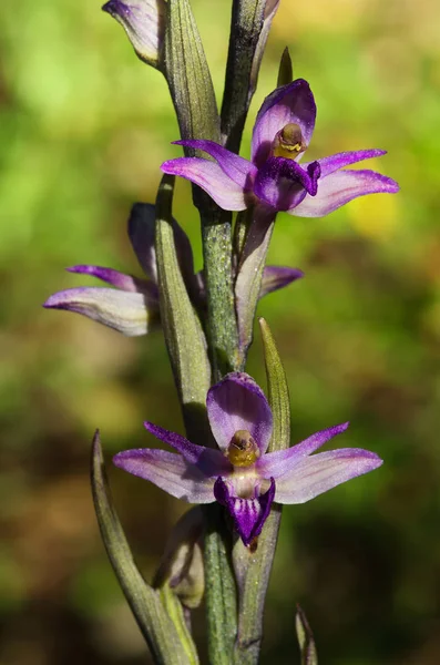 Violeta Limodore flores orquídeas selvagens fechar - Limodorum abortivum — Fotografia de Stock