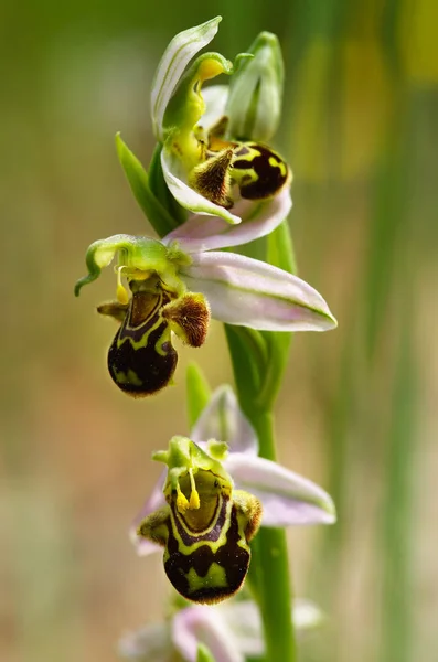 Caule de flores de orquídea de abelha selvagem - Ophrys apifera — Fotografia de Stock