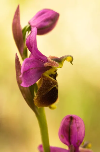 Divoká orchidej hybrid Oprhys x Turiana květ profil — Stock fotografie