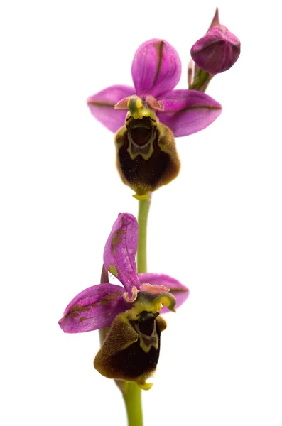 Orchidea selvatica ibrida Oprhys x Turiana fiori con afidi — Foto Stock