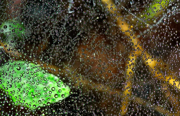 Water droplets on spider web forming a 3D pattern