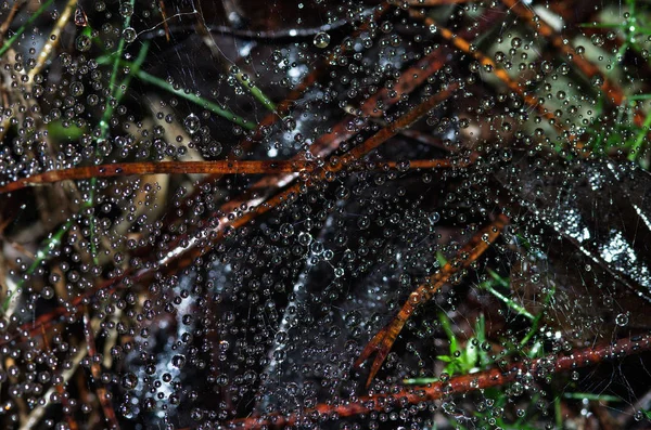 Gotas de agua dispersas en la tela de araña — Foto de Stock