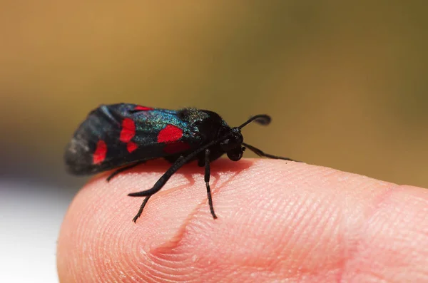 Vijf Spot Burnet nachtvlinder instellen op een menselijke vinger - Zygaena trifolii — Stockfoto