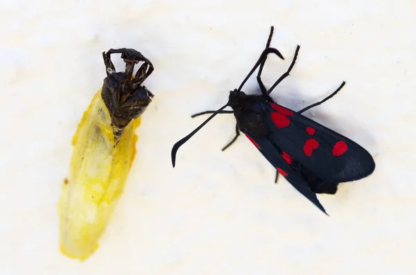 Пятипятнистая бабочка и куколка пустая оболочка - Zygaena trifolii — стоковое фото