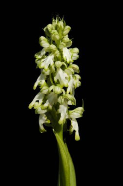 Beyaz Dev orkide çiçekleri spike siyah - Himantoglossum robertianum üzerinde