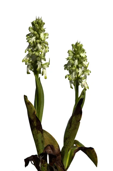 Plantas de orquídea gigante blanca sobre blanco - Himantoglossum robertianum — Foto de Stock