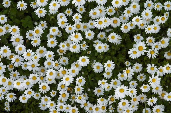 Wild daisies field overview — Stock Photo, Image