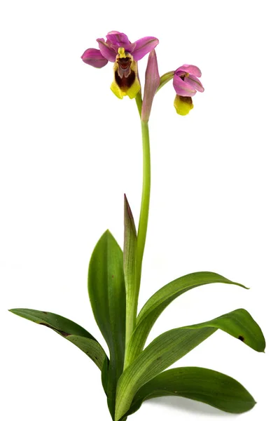 Vilda bladstekel Orchid isolerade över vita - Ophrys tenthredinifera subps. guimaraesii — Stockfoto