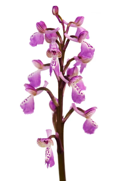 Orquídea de alas verdes silvestres aislada sobre blanco - Anacamptis morio subsp. picta — Foto de Stock