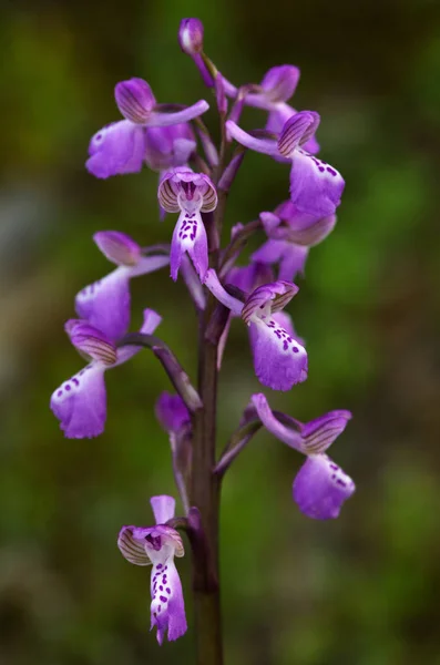 Wild Green okřídlený orchidej nad mimo zaměření pozadí - Anacamptis morio subsp. picta — Stock fotografie