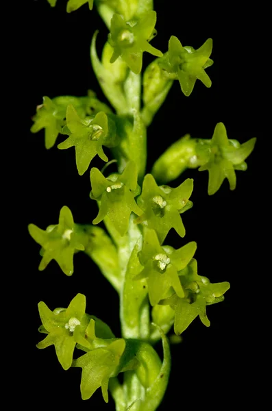 Vilda två frisésallat Gennaria orkidé blommor detalj över svart - Gennaria diphylla — Stockfoto