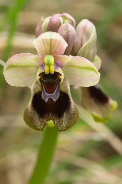 Primeros planos de la flor de la orquídea de la serrana silvestre - Ophrys tenthredinifera —  Fotos de Stock