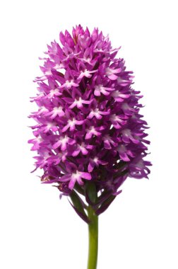 Vahşi piramit orkide beyaz bitti - Anacamptis pyramidalis izole