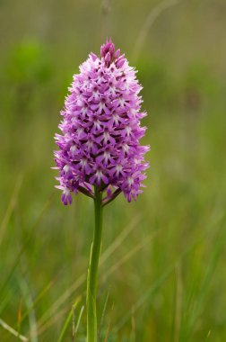 Hafif pembe vahşi piramit orkide - Anacamptis pyramidalis