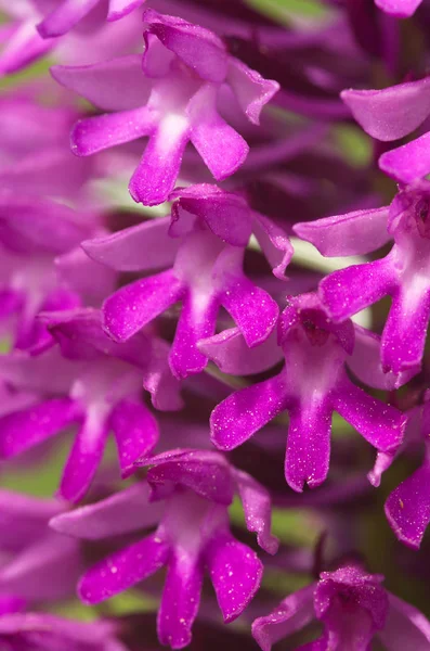 Detail of wild Pyramidal Orchid flowers - Anacamptis pyramidalis — Stock Photo, Image