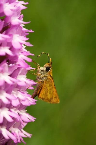 Lulworth Skipper motýl - Thymelicus acteon - opylování orchidejí pyramidální - Anacamptis pyramidalis — Stock fotografie