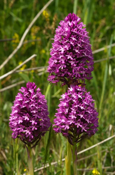 Tre vilda Pyramidal orkidé växter - Anacamptis pyramidalis — Stockfoto