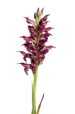 Vahşi hata orkide beyaz bitti - Anacamptis pyramidalis izole