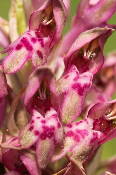 Wild Bug Orchid flowers - Anacamptis pyramidalis — Stock fotografie