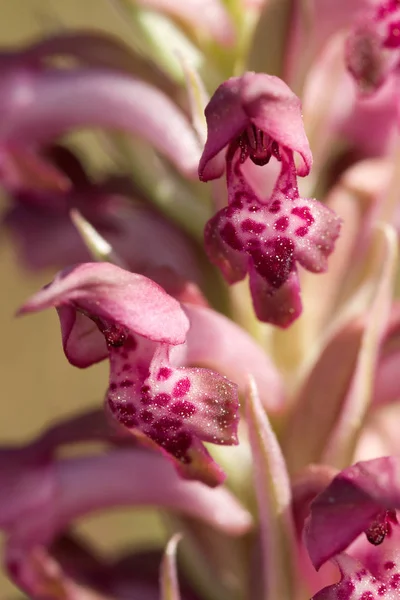 Wild Bug Orchid flowers lateral and frontal detail - Anacamptis pyramidalis — Stock Photo, Image