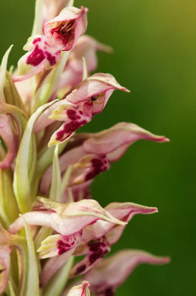 Profil z divokých Bug Orchid flowers - Anacamptis pyramidalis — Stock fotografie