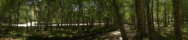 Alberi e radure a Covao d'Ametade. Serra da Estrela, Portogallo — Foto Stock