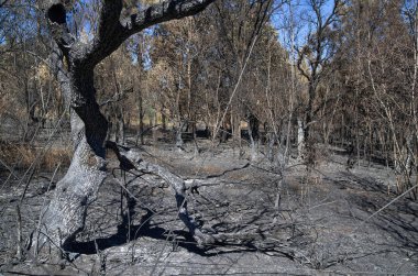 Yanmış ve orman yangını - Pedrogao Grande kırık zeytin ağacı