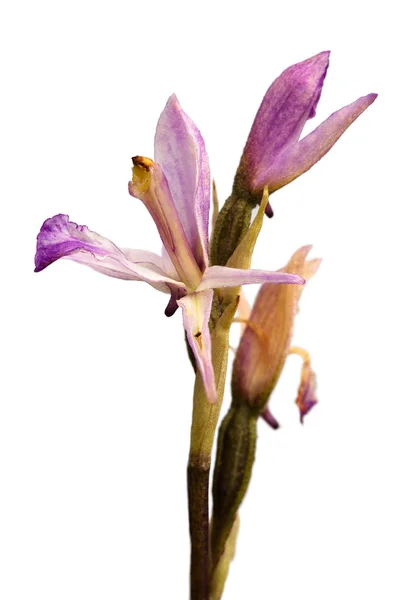 Limodorum trabutianum 野生兰花花卉配置文件覆盖白色 — 图库照片