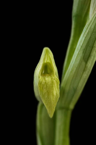 淡い舌蘭分離 - Serapias 産 — ストック写真