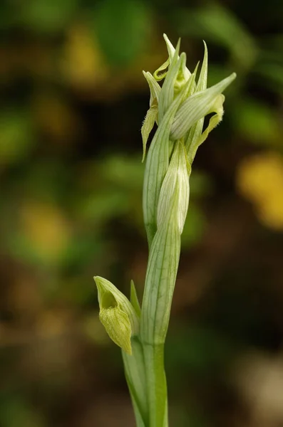 Hypochromní malokvěté jazykem orchidej - Serapias parviflora — Stock fotografie