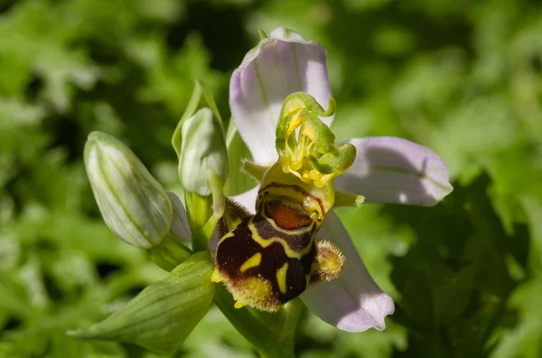 Yabani arı orkide çiçek ile üçlü nedir - Ophrys apifera — Stok fotoğraf
