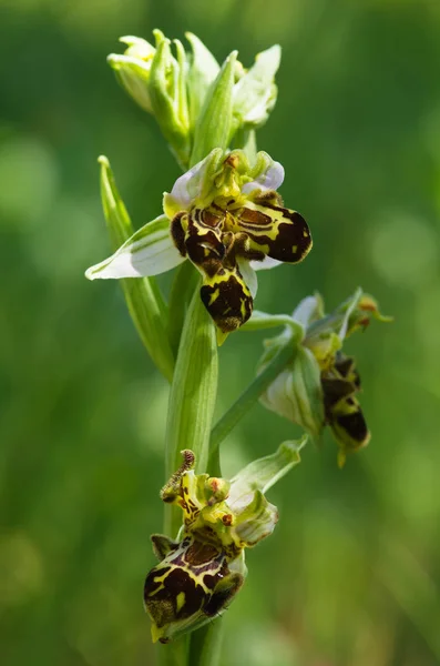 Vilda bee Orchid växt med missbildning - Ophrys apifera — Stockfoto