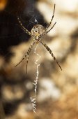 Argiope lobata pók és a web-alulnézetből